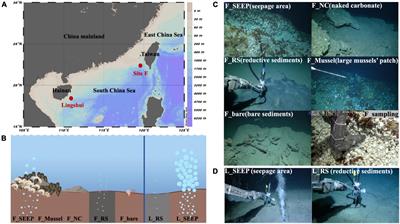 The diversification and potential function of microbiome in sediment-water interface of methane seeps in South China Sea
